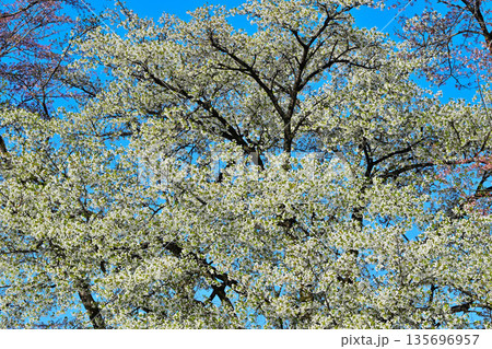 青空の中満開の赤城南面桜 青空の中満開の赤城南面桜 135696957