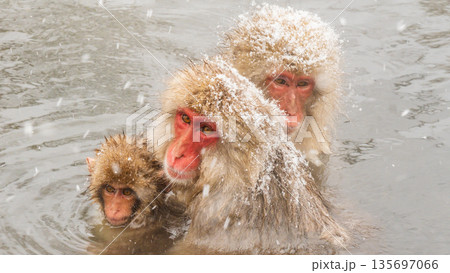 スノーモンキー（地獄谷野猿公苑） 135697066