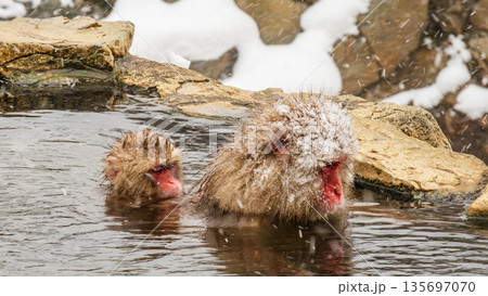 スノーモンキー（地獄谷野猿公苑） 135697070