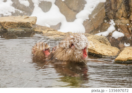 スノーモンキー(地獄谷野猿公苑) スノーモンキー(地獄谷野猿公苑) 135697072