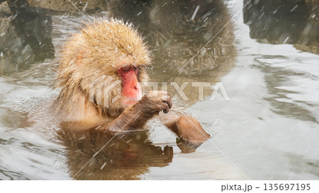 スノーモンキー(地獄谷野猿公苑) スノーモンキー(地獄谷野猿公苑) 135697195