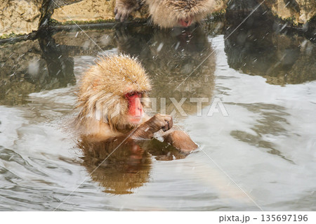 スノーモンキー（地獄谷野猿公苑） 135697196