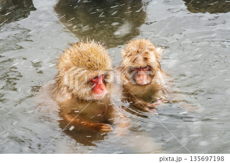 スノーモンキー（地獄谷野猿公苑） 135697198