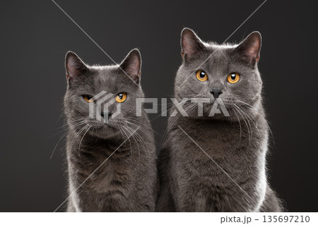 two british shorthair cats on gray background two british shorthair cats on gray background 135697210