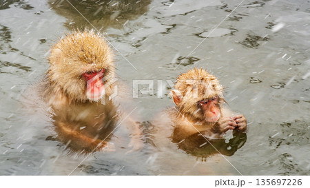 スノーモンキー（地獄谷野猿公苑） 135697226
