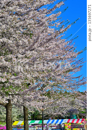 赤城南面 千本桜 イベント広場 赤城南面 千本桜 イベント広場 135697271