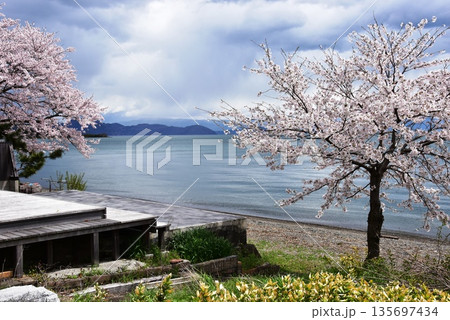 滋賀県高島市 琵琶湖と今津の琵琶湖畔と満開桜 滋賀県高島市 琵琶湖と今津の琵琶湖畔と満開桜 135697434