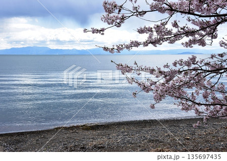 滋賀県高島市 琵琶湖と今津の琵琶湖畔と満開桜 滋賀県高島市 琵琶湖と今津の琵琶湖畔と満開桜 135697435