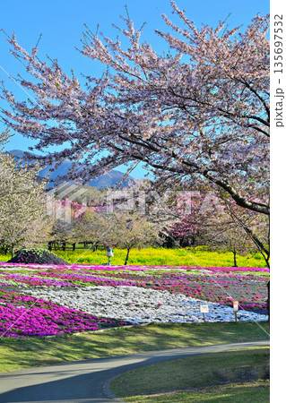 赤城南面千本桜 芝桜の彩 イベント広場会場からの眺め 赤城南面千本桜 芝桜の彩 イベント広場会場からの眺め 135697532