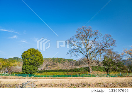 石舞台古墳芝生広場　奈良県明日香村 135697693