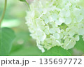 白い紫陽花 135697772