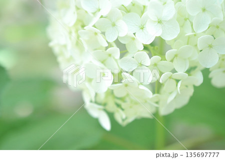 アナベル アナベル 135697777