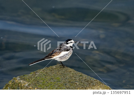 藤前干潟の野鳥セキレイ科ハクセキレイ♂ 135697951