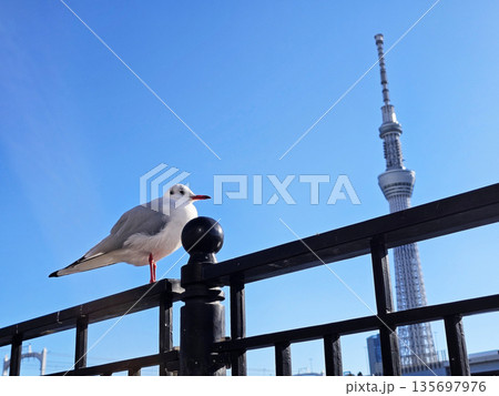 Gull Perched on a Fence with Tokyo Skytree in the Background on a Sunny Day. 135697976