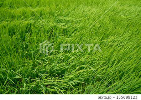 出穂前の稲 135698123