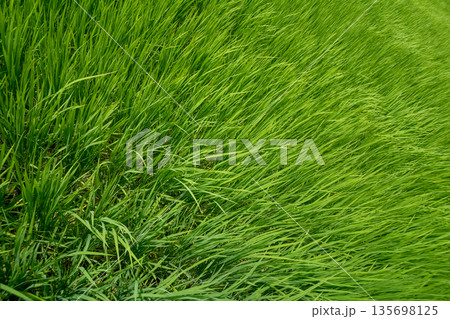 稲穂が出る前 135698125