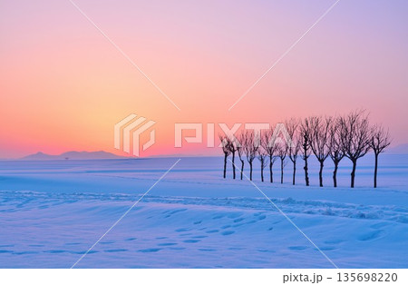 雪原のハサ木朝焼けの夜明け 135698220