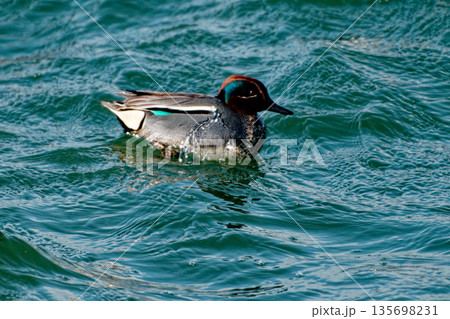 藤前干潟の冬鳥カモ科コガモ♂ 135698231
