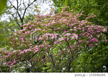 ピンク色のハナミズキ（花水木）の花が咲いています。学名はCornus floridaです。 135698260