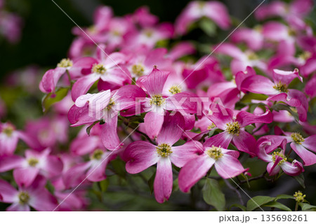ピンク色のハナミズキ(花水木)の花が咲いています。学名はCornus floridaです。 ピンク色のハナミズキ(花水木)の花が咲いています。学名はCornus floridaです。 135698261