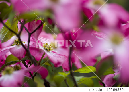 ピンク色のハナミズキ（花水木）の花が咲いています。学名はCornus floridaです。 135698264