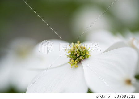 ハナミズキ(花水木)の白い花が咲いています。学名はCornus floridaです。 ハナミズキ(花水木)の白い花が咲いています。学名はCornus floridaです。 135698323
