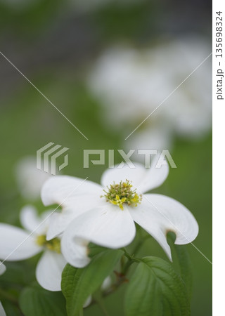 ハナミズキ（花水木）の白い花が咲いています。学名はCornus floridaです。 135698324