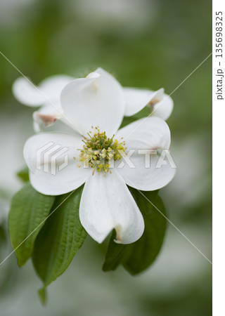 ハナミズキ（花水木）の白い花が咲いています。学名はCornus floridaです。 135698325