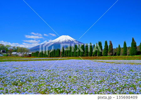 雪の富士山とネモフィラ畑 雪の富士山とネモフィラ畑 135698409