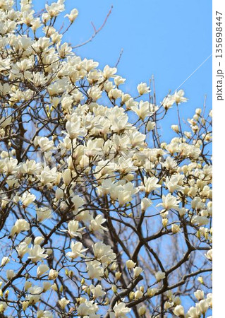 ハクモクレンの花 135698447