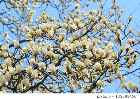 ハクモクレンの花 135698450