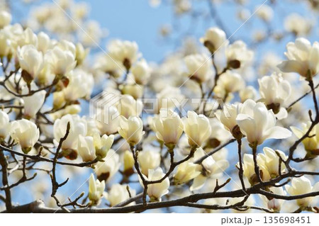 ハクモクレンの花 135698451