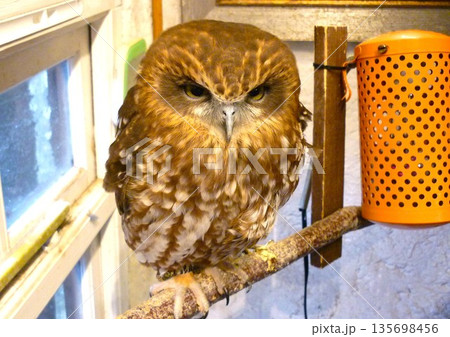ふくろうの森のフクロウ ふくろうの森のフクロウ 135698456