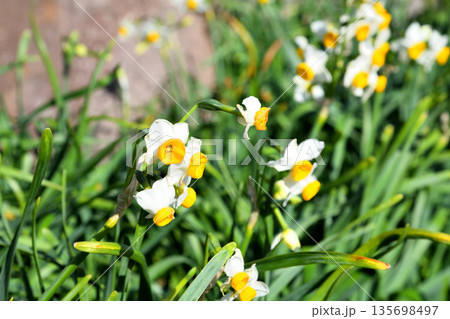 野母崎のスイセン、水仙 135698497