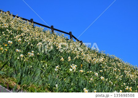 野母崎のスイセン、水仙 135698508