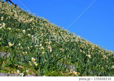 野母崎のスイセン、水仙 野母崎のスイセン、水仙 135698510