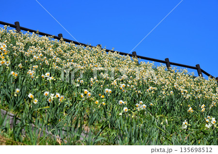野母崎のスイセン、水仙 135698512