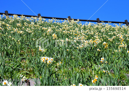 野母崎のスイセン、水仙 野母崎のスイセン、水仙 135698514