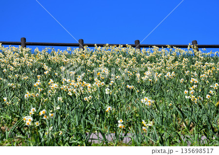 野母崎のスイセン、水仙 135698517