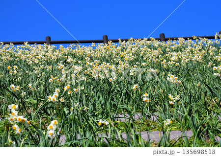 野母崎のスイセン、水仙 135698518