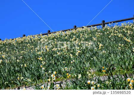 野母崎のスイセン、水仙 135698520