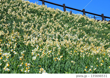 野母崎のスイセン、水仙 135698531