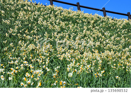 野母崎のスイセン、水仙 135698532