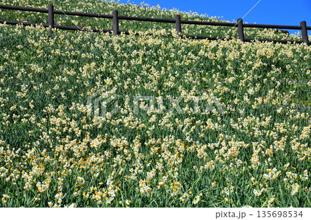 野母崎のスイセン、水仙 野母崎のスイセン、水仙 135698534