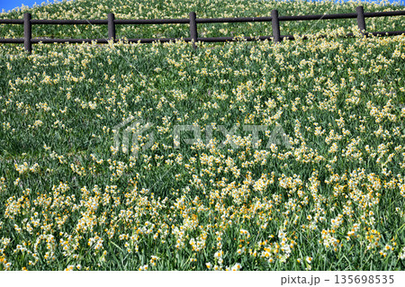 野母崎のスイセン、水仙 135698535