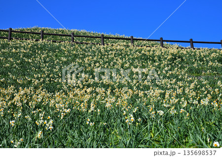 野母崎のスイセン、水仙 135698537