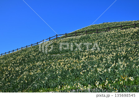 野母崎のスイセン、水仙 135698545