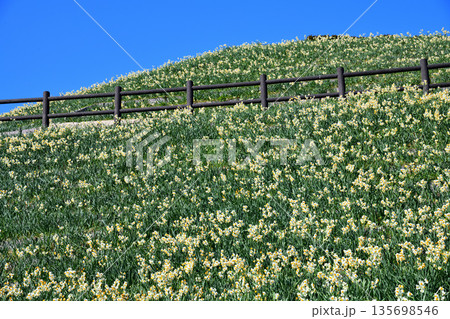 野母崎のスイセン、水仙 135698546