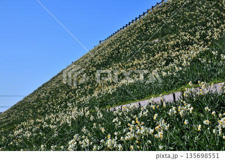 野母崎のスイセン、水仙 135698551