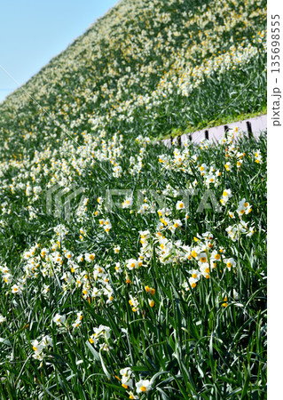野母崎のスイセン、水仙 135698555